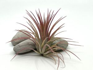 Õhulill e tillandsia ionantha var rubra