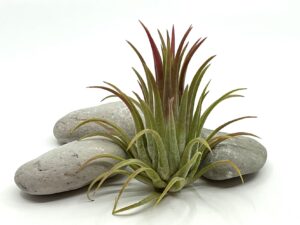 Õhulill e tillandsia ionantha var rubra