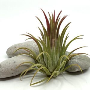 Õhulill e tillandsia ionantha var rubra