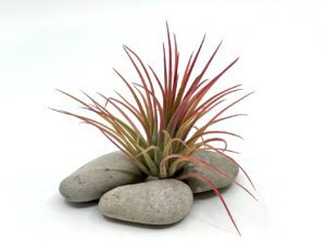 Õhulill e tillandsia ionantha var rubra