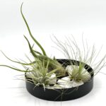 Lilleseade 3 tillandsia e. õhutaimega