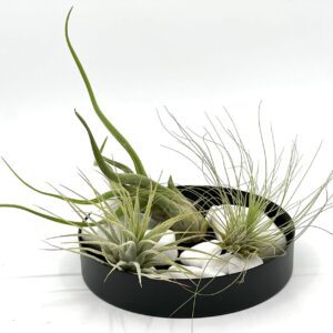 Lilleseade 3 tillandsia e. õhutaimega