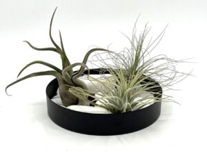Lilleseade 3 tillandsia e. õhutaimega