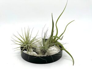 Lilleseade 3 tillandsia e. õhutaimega