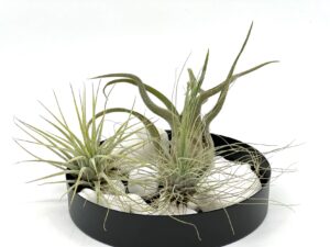 Lilleseade 3 tillandsia e. õhutaimega