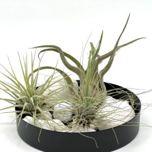 Lilleseade 3 tillandsia e. õhutaimega