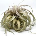 Tillandsia Xerographica L