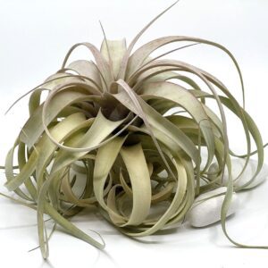 Õhulill Tillandsia Xerographica