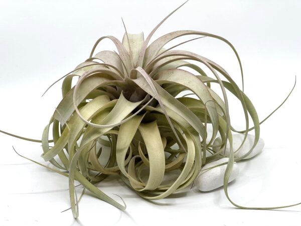 Tillandsia Xerographica L