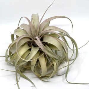 Õhulill Tillandsia Xerographica