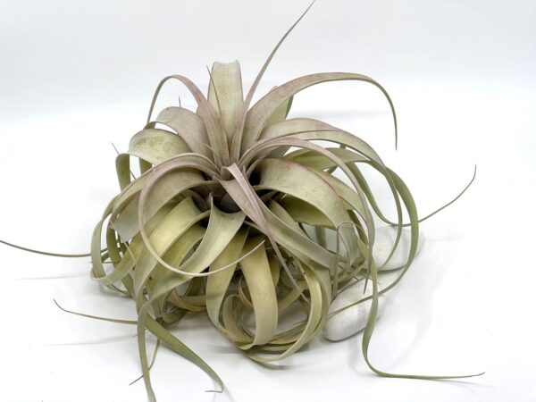 Tillandsia Xerographica L_2