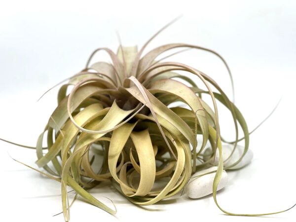 Tillandsia Xerographica L_3