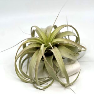 Õhulill Tillandsia Xerographica