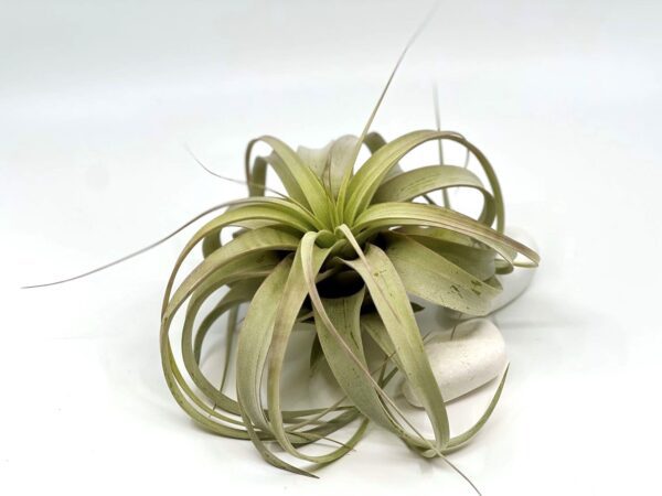 Tillandsia Xerographica M