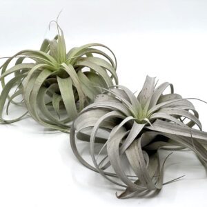 Õhulill Tillandsia Xerographica