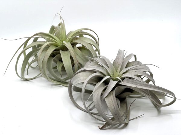 Tillandsia Xerographica M_1