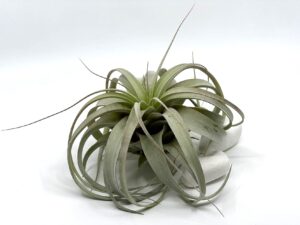 Õhulill Tillandsia Xerographica
