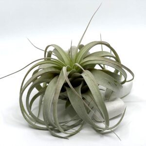 Õhulill Tillandsia Xerographica