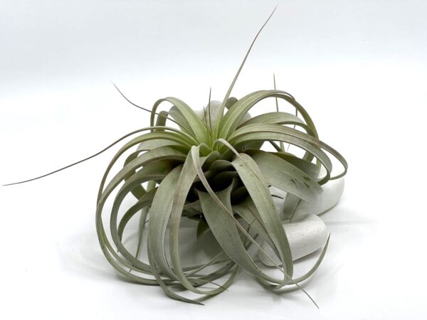 Õhulill Tillandsia Xerographica
