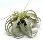 Tillandsia Xerographica M_3