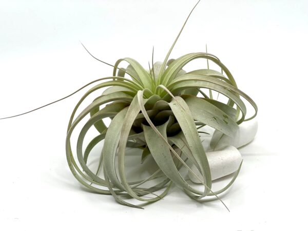 Tillandsia Xerographica M_3