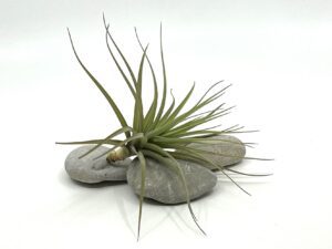 Tillandsia aeranthos