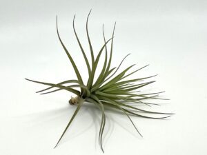 Tillandsia aeranthos