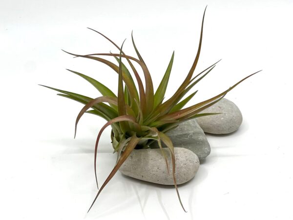 Tillandsia brachycaulos var brachycaulos