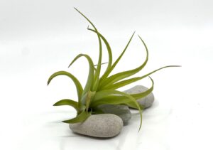 Õhulill Tillandsia brachycaulos var brachycaulos