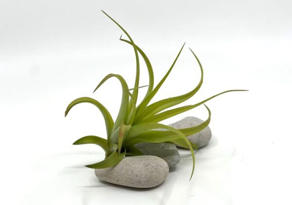 Tillandsia brachycaulos var brachycaulos_1