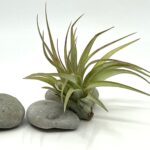 Tillandsia brachycaulos var brachycaulos_2