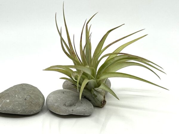 Tillandsia brachycaulos var brachycaulos_2