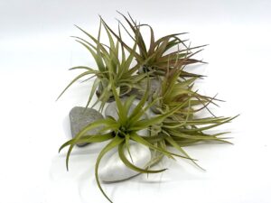 Õhulill Tillandsia brachycaulos var brachycaulos
