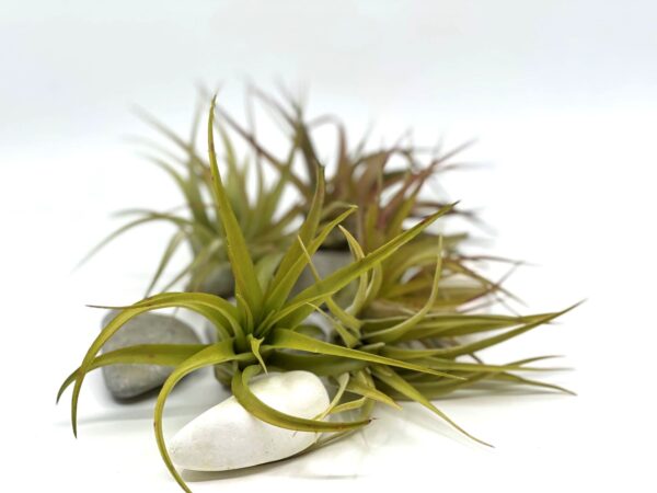 Tillandsia brachycaulos var brachycaulos