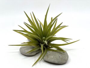 Õhulill e. Tillandsia velutina