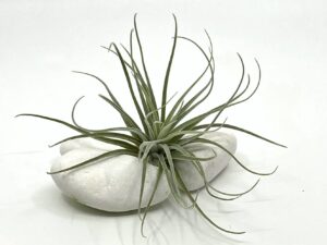 Õhulill e tillandsia Velickiana