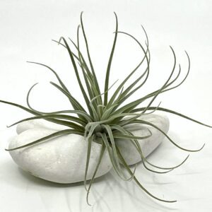 Õhulill e tillandsia Velickiana