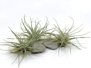 Õhulill e tillandsia Velickiana