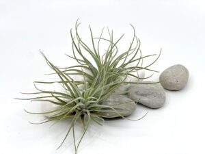 Õhulill e tillandsia Velickiana