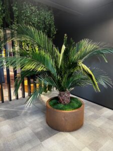 Säilitatud palm kontorisse