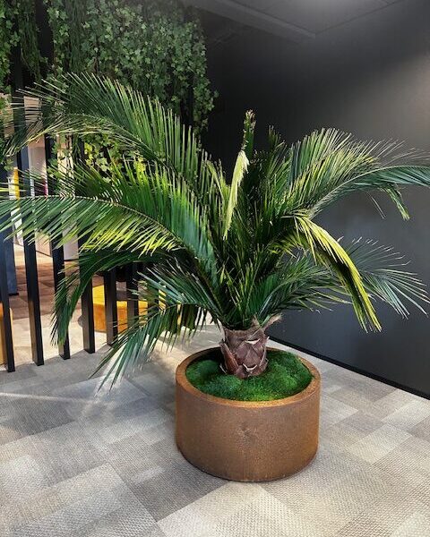 Säilitatud palm kontorisse