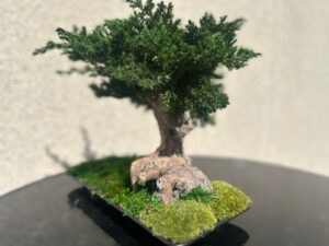 Bonsai puu