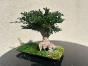 Bonsai puu