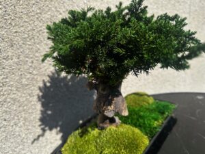 Bonzai madalal alusel hooldusvaba