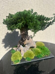 Bonzai madalal alusel hooldusvaba