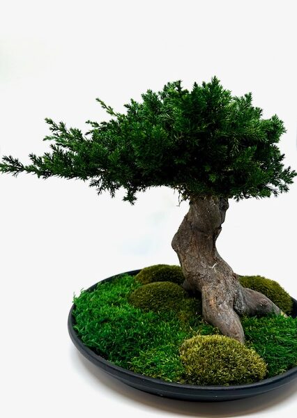 Bonsai ümmargusel alusel