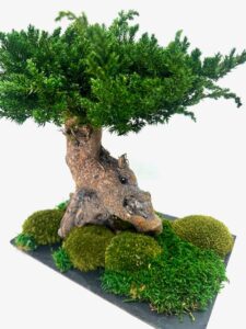 Bonsai