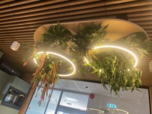 Taimevalgusti kontorisse. Taimed ripuvad valgustiga