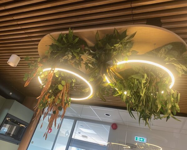 Taimevalgusti kontorisse. Taimed ripuvad valgustiga