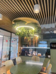 Taimevalgusti kontorisse. Taimed ripuvad valgustiga